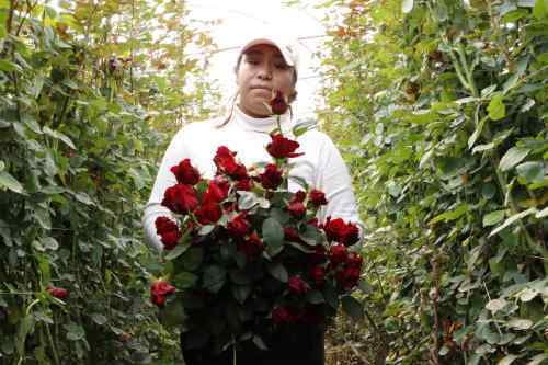 Este 14 de febrero ¡Dilo con flores! 